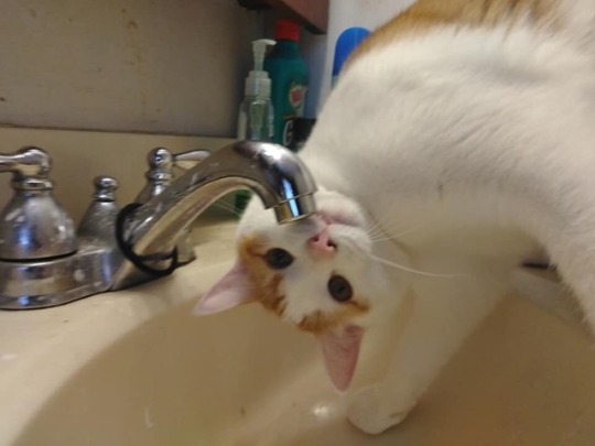 kitty:  