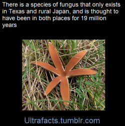 ultrafacts:    Chorioactis is a genus of