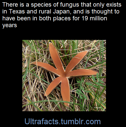 ultrafacts:    Chorioactis is a genus of adult photos