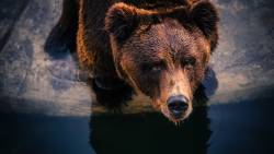 bears–bears–bears: Bear. by Moaz Mohammad