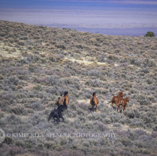 (1) Kimberley Spencer is an artist showcasing horses and people. Her outstanding work offers various