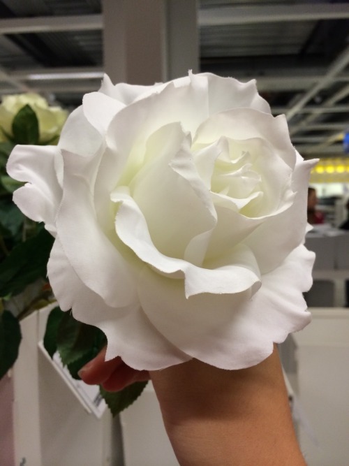 transparent-flowers: ikea, you so cute