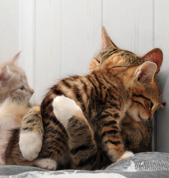 awkwardsituationist:  happy national hug day. seriously, it’s a thing. and it’s