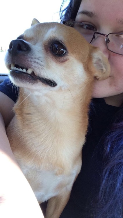 morganray311: chasingtrophywhitetails:   thatssogayman:   reddirtgirl95:   si3rra-xox:   carolina-viking:   russdom:   oldwarhorse1775:   moosemarine:   downhomebrunette:  red-faced-wolf:   Reblog this with a picture of your dog       Bonus with my uncles