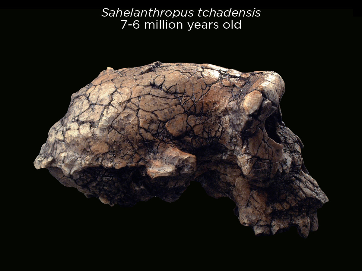 skunkbear:  Beautiful reconstructed hominin skulls — the early members of humanity’s