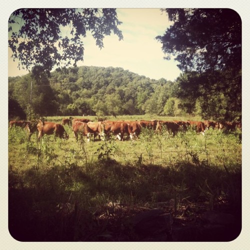 The #backyard #mama and #daddy&rsquo;s #house. My #42 #sisters. #cows #farm #country #retirement