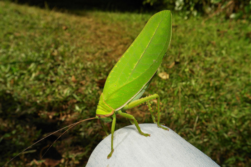 There’s something on my knee…… Giant False Leaf Katydid (Pseudophyllus titan, Pseudophy