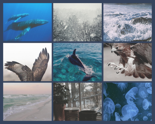 Moodboard for Tartaglia anon with themes of sealife, snow, the ocean, and Diluc