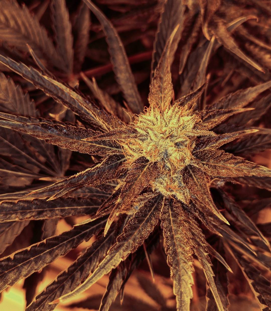 weedporndaily:  A quick phone shot of the Cindy 99 x The White in the garden. Smelling