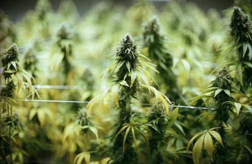 Kush and Weed