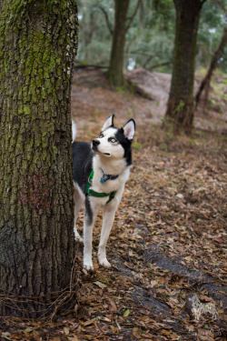 huskyhuddle:  Balto loves the trees. Jan.