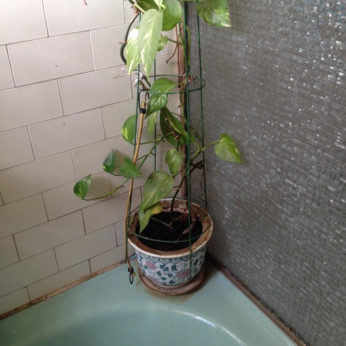 salma:  when i first lived with my aunt 11 years ago this plant was less than 5 cm!! 