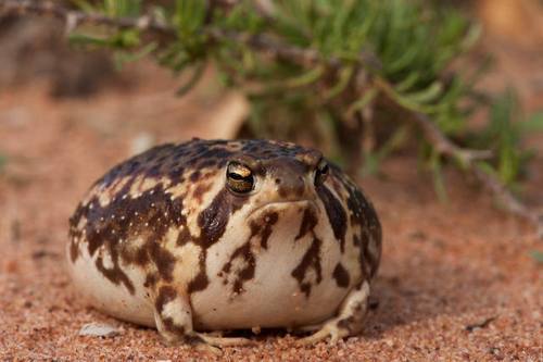 robert-the-redhead-lover: ultra-frog:  gitblog-monster:  tinysaurus-rex:  frogsuggest:  friend of the day!meet handsom roundboy desert rain frog! he lick! he yell! he round! he grump! he squish! he run! gone! goodbye!!!!  And I’ll love him forever 