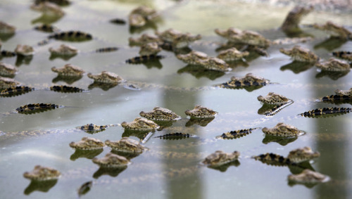 seananmcguire: werewolfmali: draconica:We interrupt your usual blogging to bring you baby crocodiles