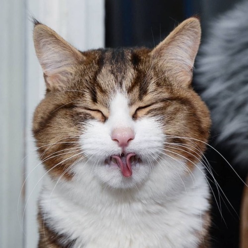 Porn atraversso: Funny cat by Rexiecat photos