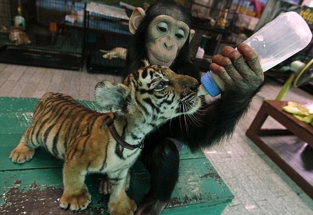 wolverxne:  Chimpanzee bottle feeds Tiger Cubs | Bangkok, Thailand. They are humans'