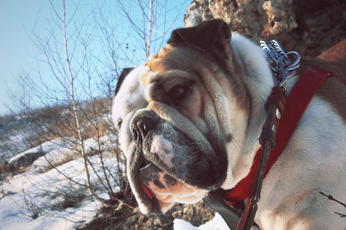 Bulldogs & Sunset
