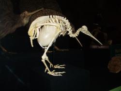 sixpenceee:  The following is a kiwi bird’s skeleton that shows the egg in proportion to the mother’s size. In comparison with other birds, Kiwi lays the largest egg in proportion to its body. The egg is equivalent to 15-25% of the bird’s body