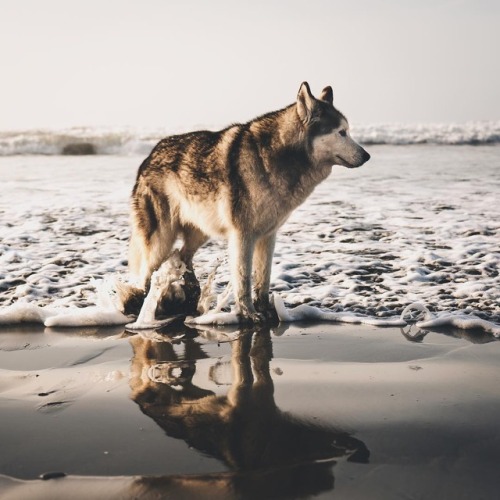 XXX atraversso:   Credit: Loki the Wolfdog photo