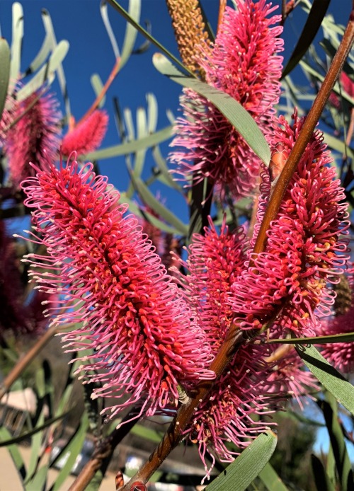 Hakea francisianaHakea is an Australian genus in the Protea Family, with many species found in the M