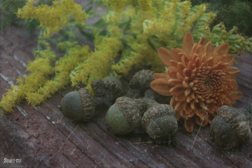 autumn flowers