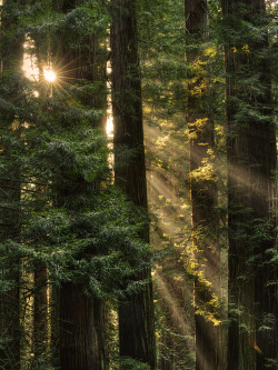 brutalgeneration:  Coast Redwood (Sequoia