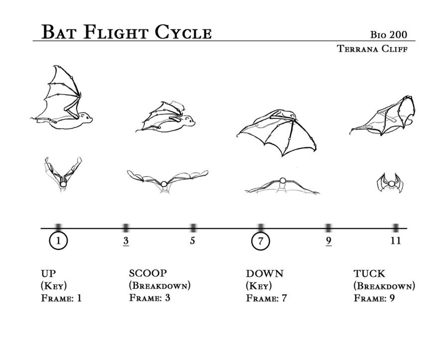 artist-refs:  Bat Flight Cycle by rillani 