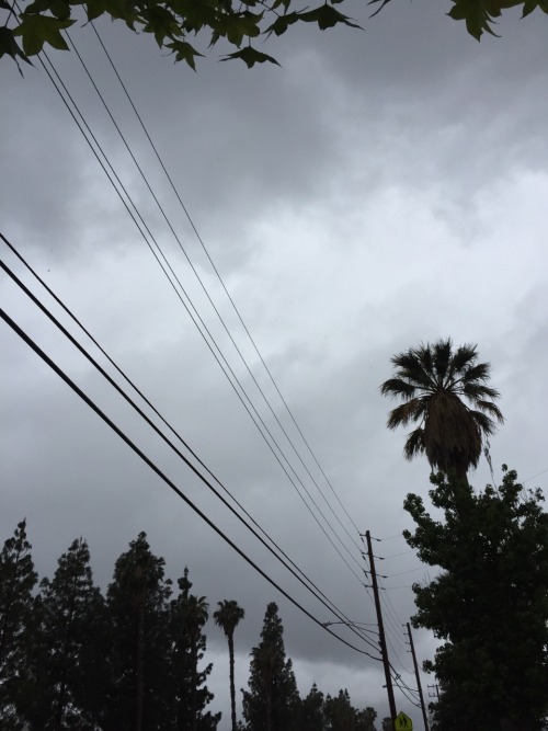 crucioux:  my-glasses-are-fogged-up:  rain in California finally    