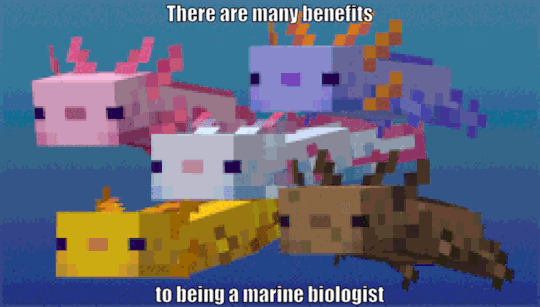 staff:  DREAM TO MEMEWe’re past the point of being able to ignore this now. @pixellecutie​’s sleeping brain dreamed a dream of marine biology, and you’ve all really put in the work to make it a meme in its own right. Who knew there were so many