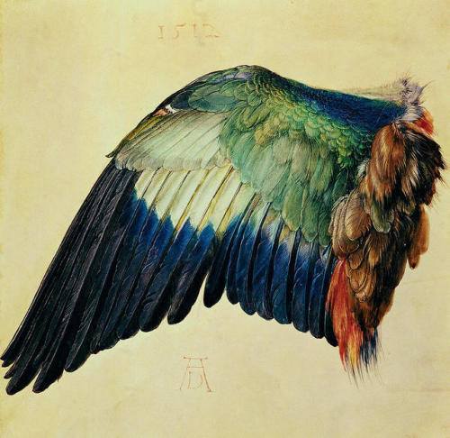 Albrecht Dürer, Wing of a Blue Roller  1512