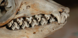 sixpenceee:  The skull and teeth of the Crabeater seal. Their finely lobed teeth are adapted to filtering their small crustacean prey. Despite its name, crabeater seals do not eat crabs. They consume krill.  