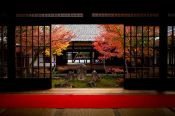 dreams-of-japan:  Momiji ‘11 - autumn leaves