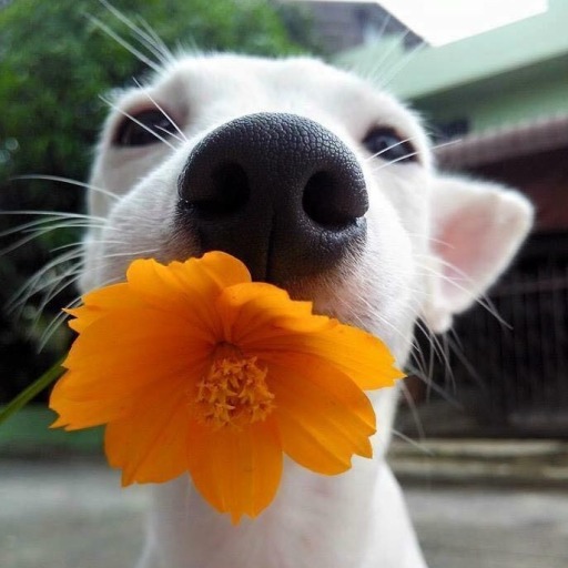 sou o sertão que secou pela tua falta de amor.