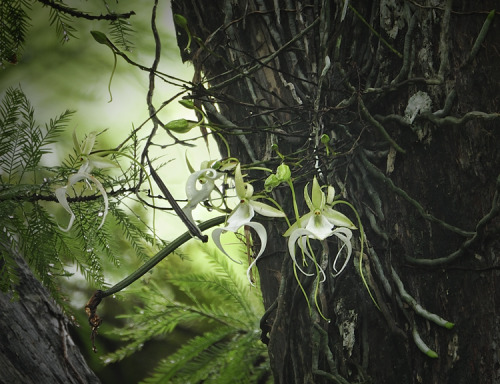 moonfall-requiem: The Ghost Orchid Dendrophylax lindenii (syn. Polyrrhiza lindenii), a.k.a. the ghos