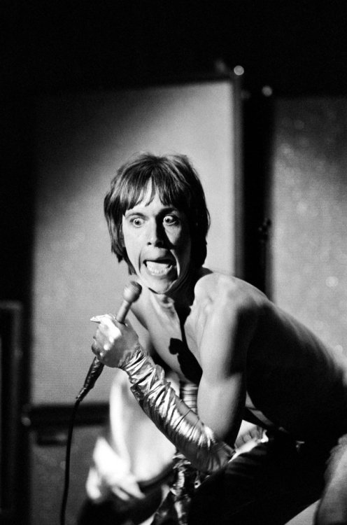 zimtrim:  Iggy Pop