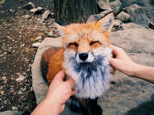 fleuringly: WeHeartIt/entry/248677119/via/mylittlereign Foxes really remind me of Mozilla…