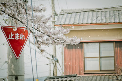 dreams-of-japan:櫻吹雪 by conago1 on Flickr.