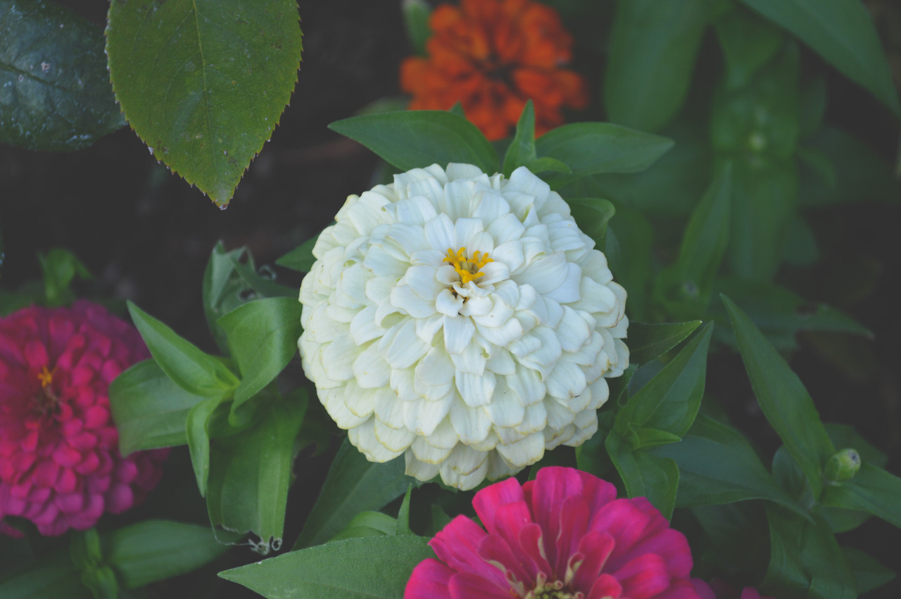 megarah-moon:   🌸pretty pretty pretty🌺   ♡ Prints and more at my Society6