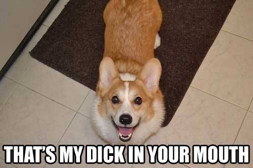 corglife:  https://www.youtube.com/watch?v=aATZe3Dbx88 