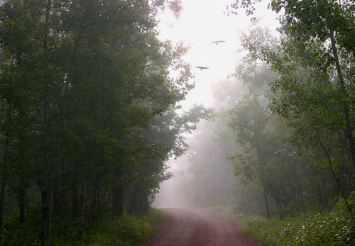 foggy morning by deer wander like tramps on Flickr.
