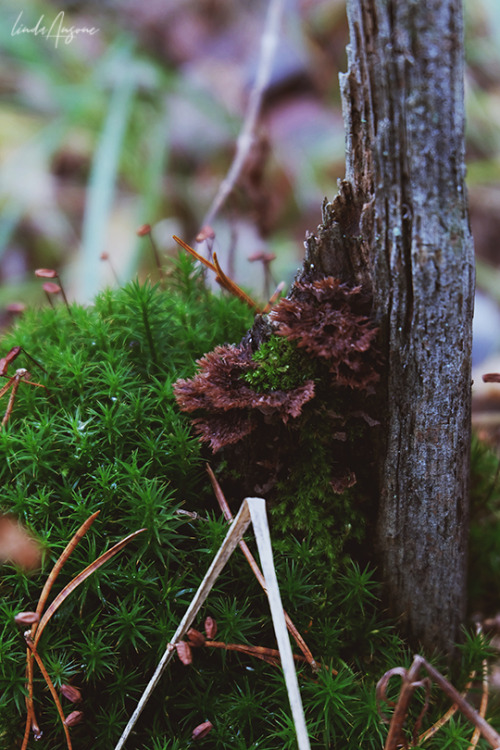 lindagoesmushrooming