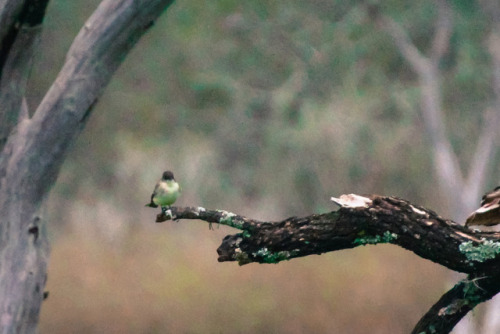 Eastern PhoebeSayornis phoebeConcan, Texas, United States, 2015Garner State Park