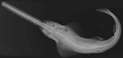 staceythinx:  Images from X-ray Vision: Fish Inside Out, a traveling exhibit of x-rays of some of the creepiest creatures in the ocean taken by Sandra J. Raredon and organized by the Smithsonian’s National Museum of Natural History and the Smithsonian