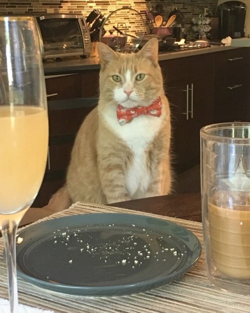 lionelthecat: UPDATE: They invited me to the table.