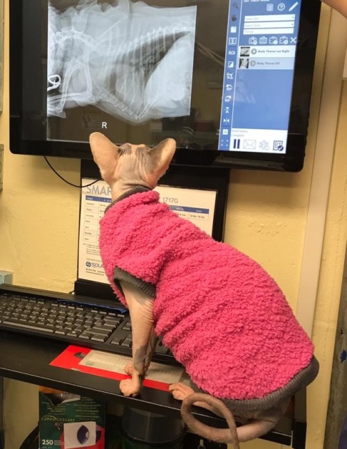 catsbeaversandducks: Meet Nurse Raisin She’s cute, professional, kind and very efficient! Photos by Raising Raisin - The Animal Medical Clinic Sphynx Kitty 