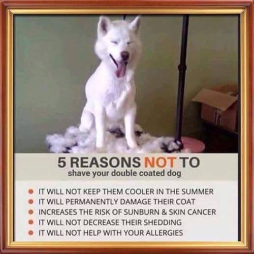 soycaptainandtheworldoftomorrow:Follow up to the ‘bobble head’ husky post, and courtesy of the Love My Husky Facebook page, PLEASE don’t shave your double coated dogs! You aren’t helping them! 