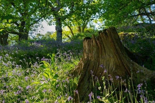 Porn stephenearp: Oak stump & bluebells photos