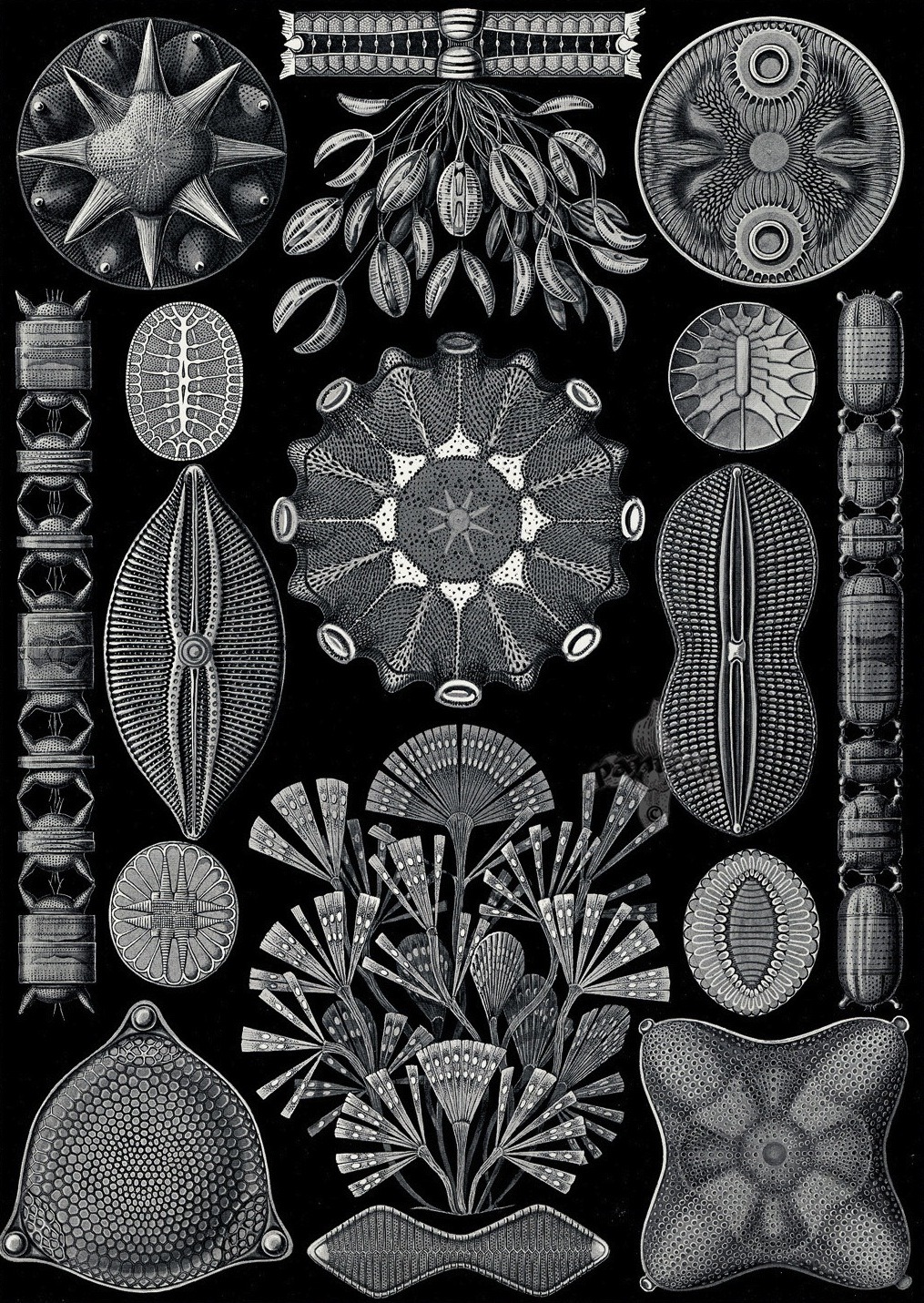 magictransistor:  Ernst Haeckel. Hexacoralla, Ascomycetes, Lichenes, Phaeodaria,