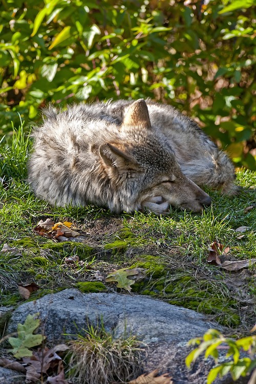 wondrousworld:Sleeping Timber Wolf by Michael Cummings