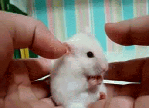 Tastefully Offensive GIFs